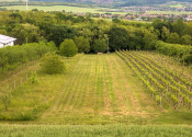 PREDAJ | Slnečný pozemok 1404 m² – Topoľčianky, okres Zlaté Moravce - fotografia 3
