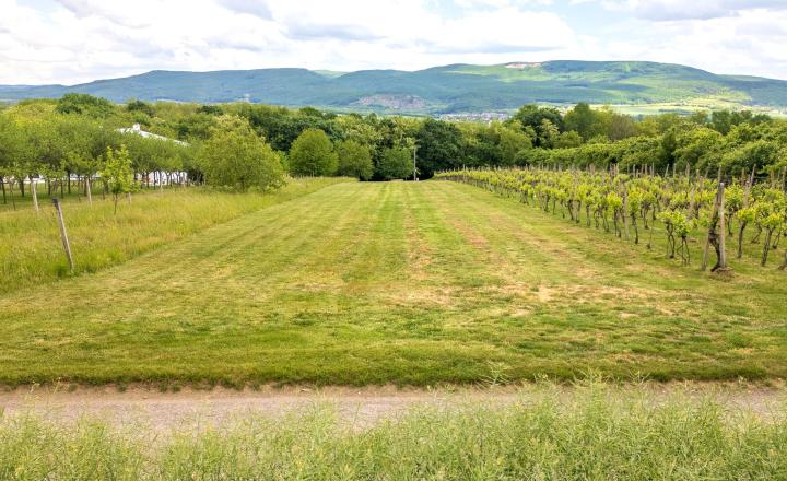 PREDAJ | Slnečný pozemok 1404 m² – Topoľčianky, okres Zlaté Moravce - fotografia 3